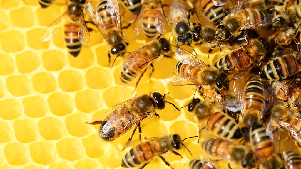 Vergrößerung des Bildes für Bienen auf einer Wabe.
