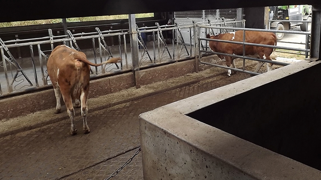 Vergrößerung des Bildes für Zwei Kühe im Stall vor Sicherheitsfangfressgittern, separiert durch ein Gatter.
