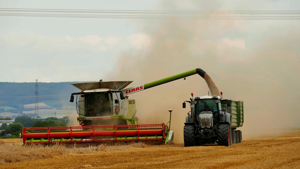 Vergrößerung des Bildes für Mähdrescher beim Getreide ernten. Neben ihm fährt ein Traktor und fängt das geerntete Korn auf..