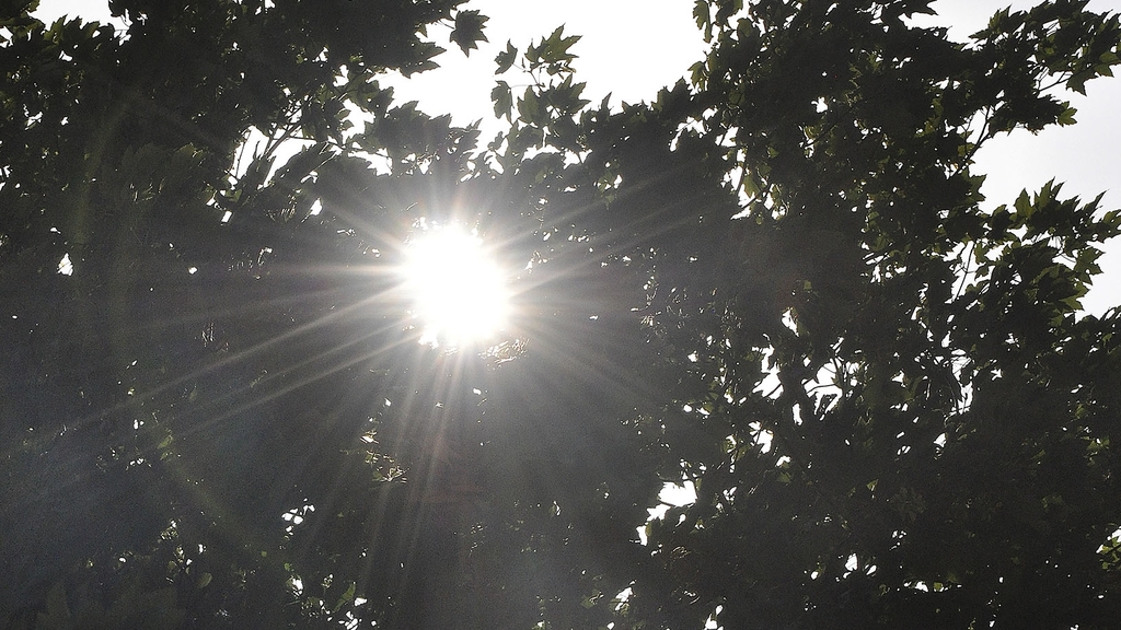 Vergrößerung des Bildes für Gleissende Sonne scheint durch das Blätterdach eines Baumes..