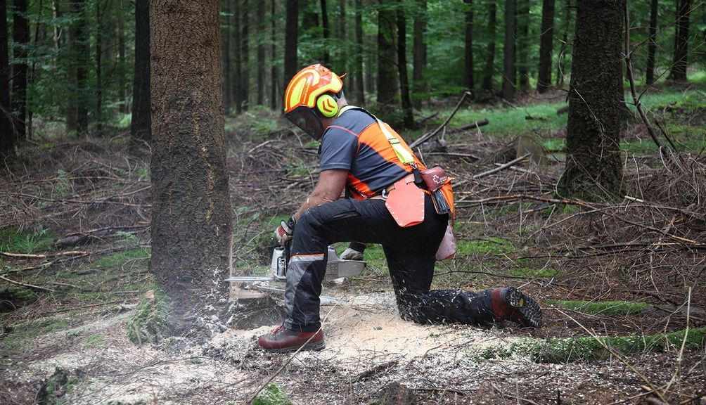 Vergrößerung des Bildes für Waldarbeiter in Schutzausrüstung setzt mit der Motorsäge den Baumschnitt an..