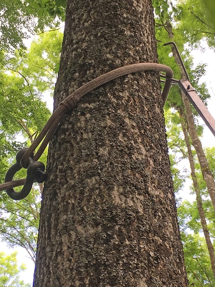 Vergrößerung des Bildes für Eine Kralle und ein Seil an einem Baumstamm befestigt.