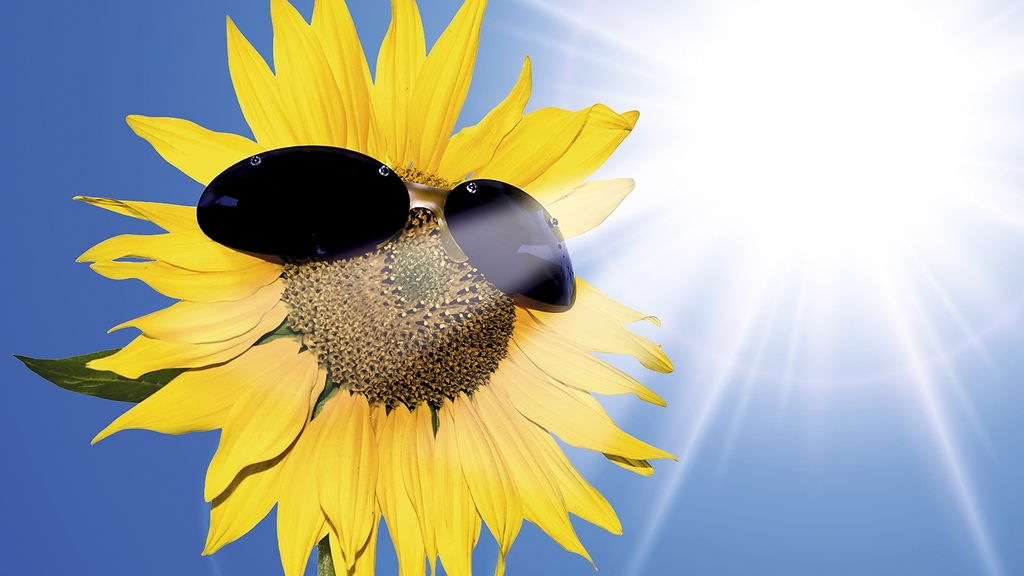 Vergrößerung des Bildes für Sonnenblume, die eine Sonnenbrille trägt..