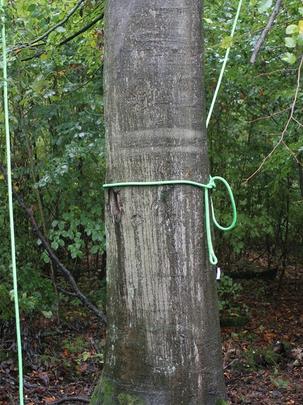 Vergrößerung des Bildes für Um einen Baumstamm ist ein grünes Seil gebunden..