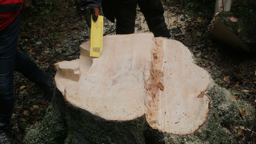 Vergrößerung des Bildes für Zwei Personen prüfen die Stockmaße eines Baumstumpfes.