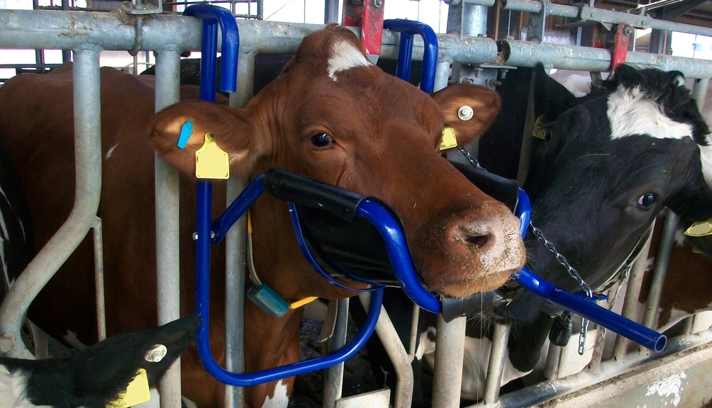 Vergrößerung des Bildes für Rind fixiert mit einer Kopfstütze im Rinderstall.