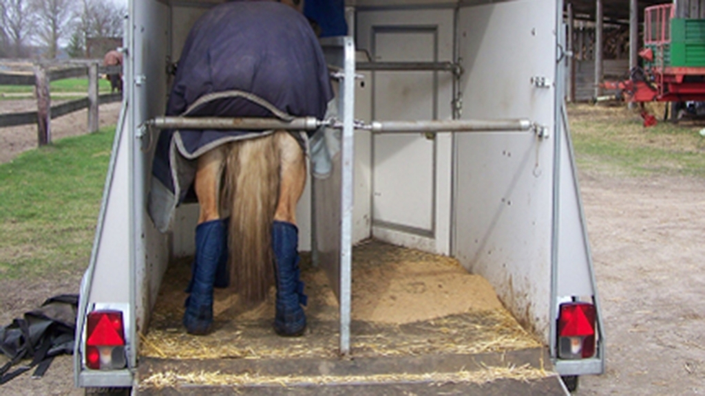 Vergrößerung des Bildes für Pferd mit Heckstange gesichert im Anhänger.