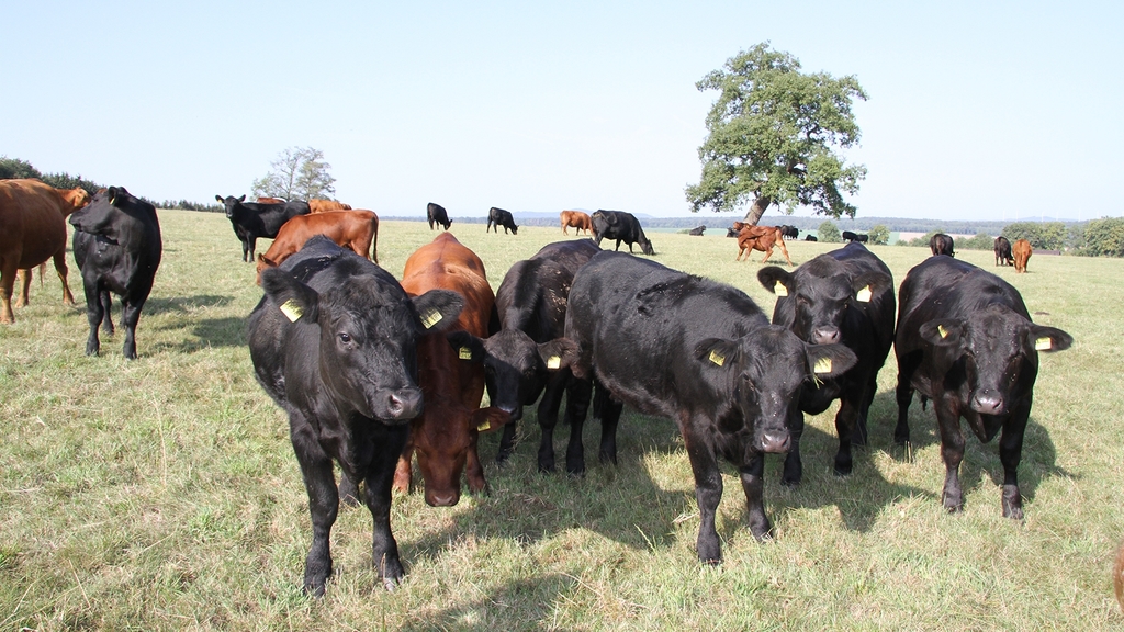 Vergrößerung des Bildes für Schwarze und braune Rinder auf der Weide.