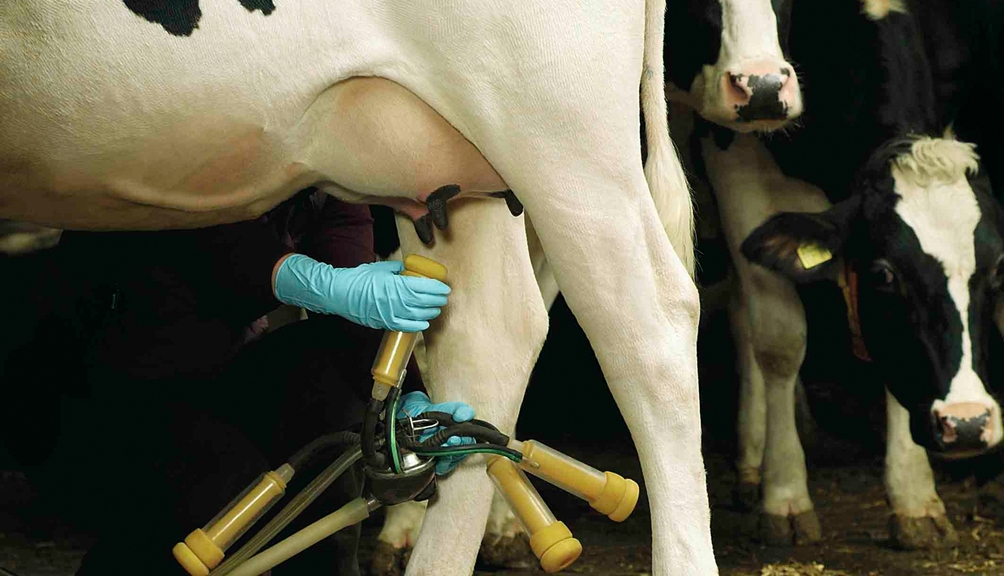 Vergrößerung des Bildes für Hand mit Schutzhandschuh beim Anlegen der Melkvorrichtungen in der Melkanlage.