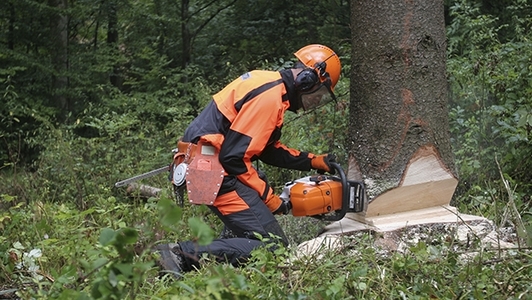 Mann beim Arbeiten mit der Motorsäge am Baum