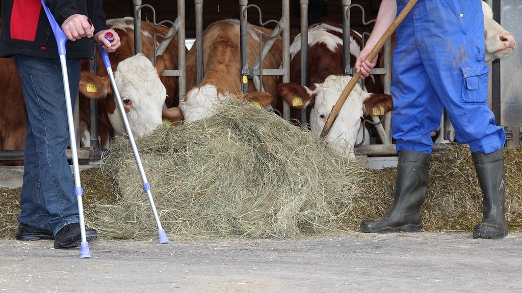 Vergrößerung des Bildes für Mann mit Gehhilfe und Betriebshelfer beim füttern der Kühe.