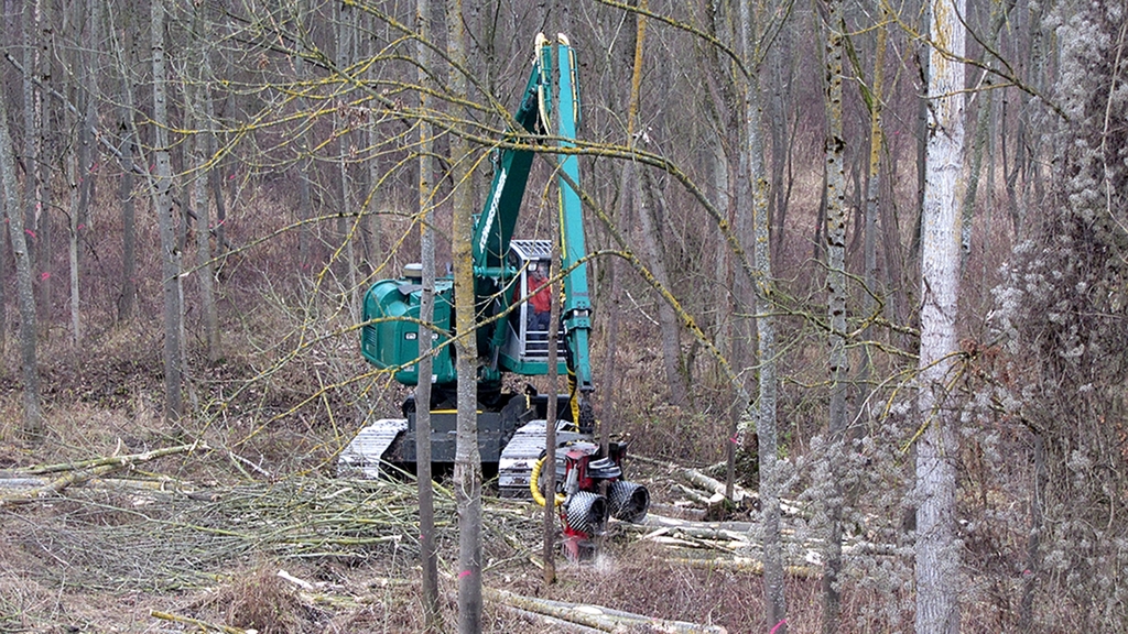 Vergrößerung des Bildes für Eine Forstmaschine fährt durch einen toten Eschenbestand.