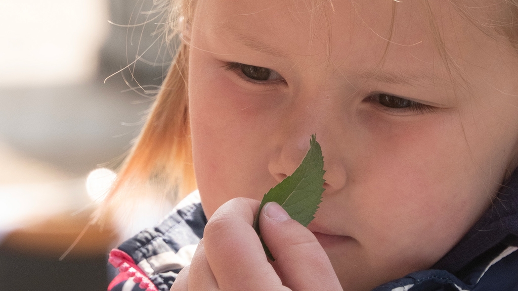Vergrößerung des Bildes für Ein kleines Mädchen riecht an einem grünen Blatt.