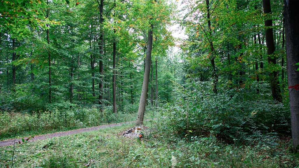 Vergrößerung des Bildes für Ein Baum im Wald, der Betrachter steht in einigen Metern Entfernung.